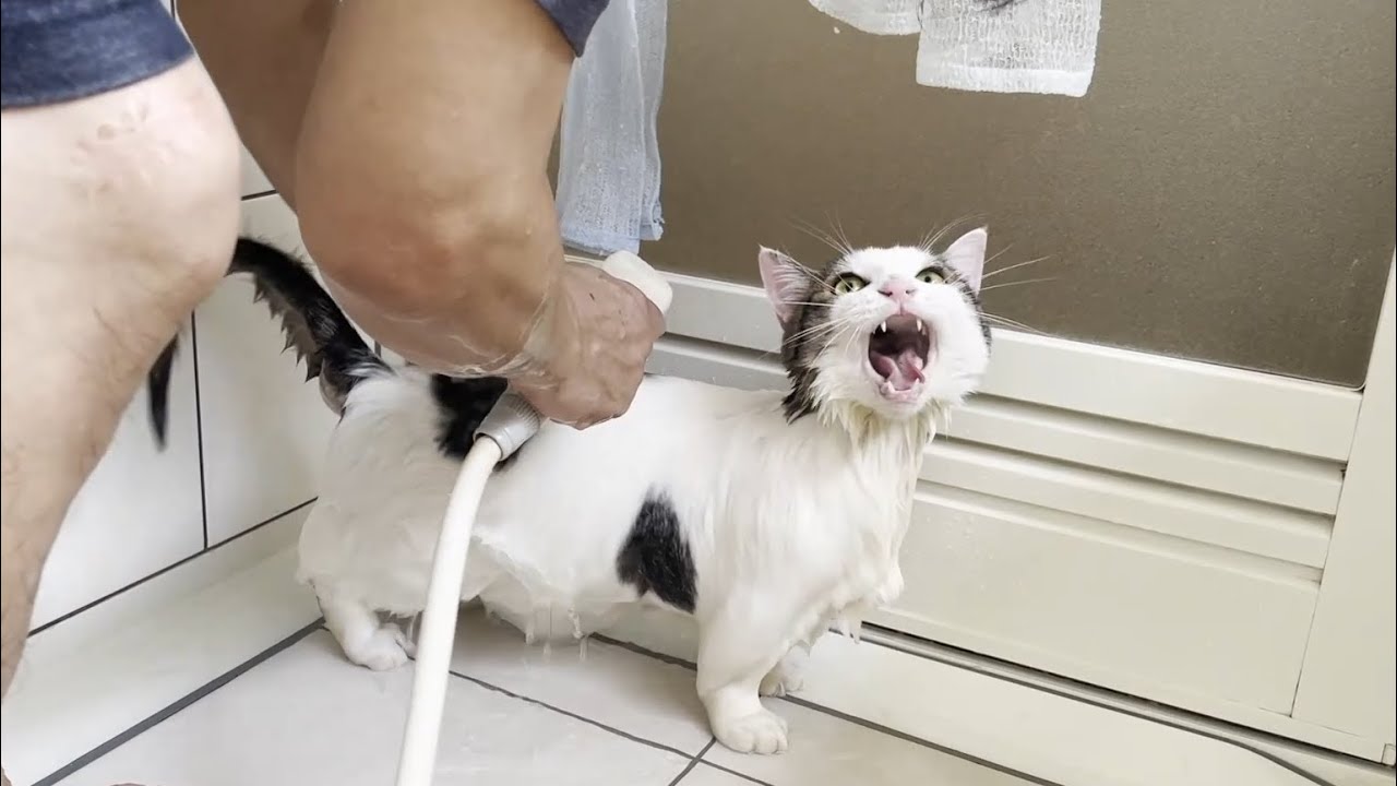 拭かれるときだけ大人しくなる猫がかわいい