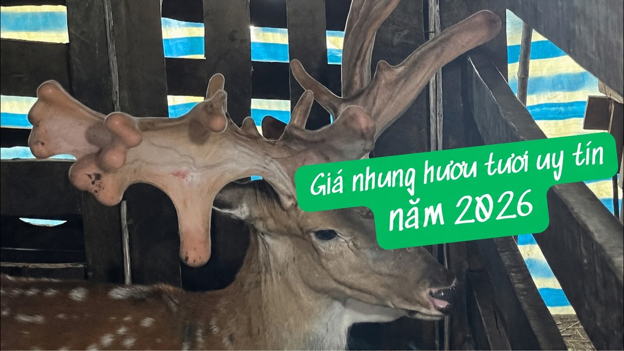 Giá nhung hươu tươi uy tín năm 2025 | Bao tiền một lạng nhung hươu | Trang Trại Tín Tài