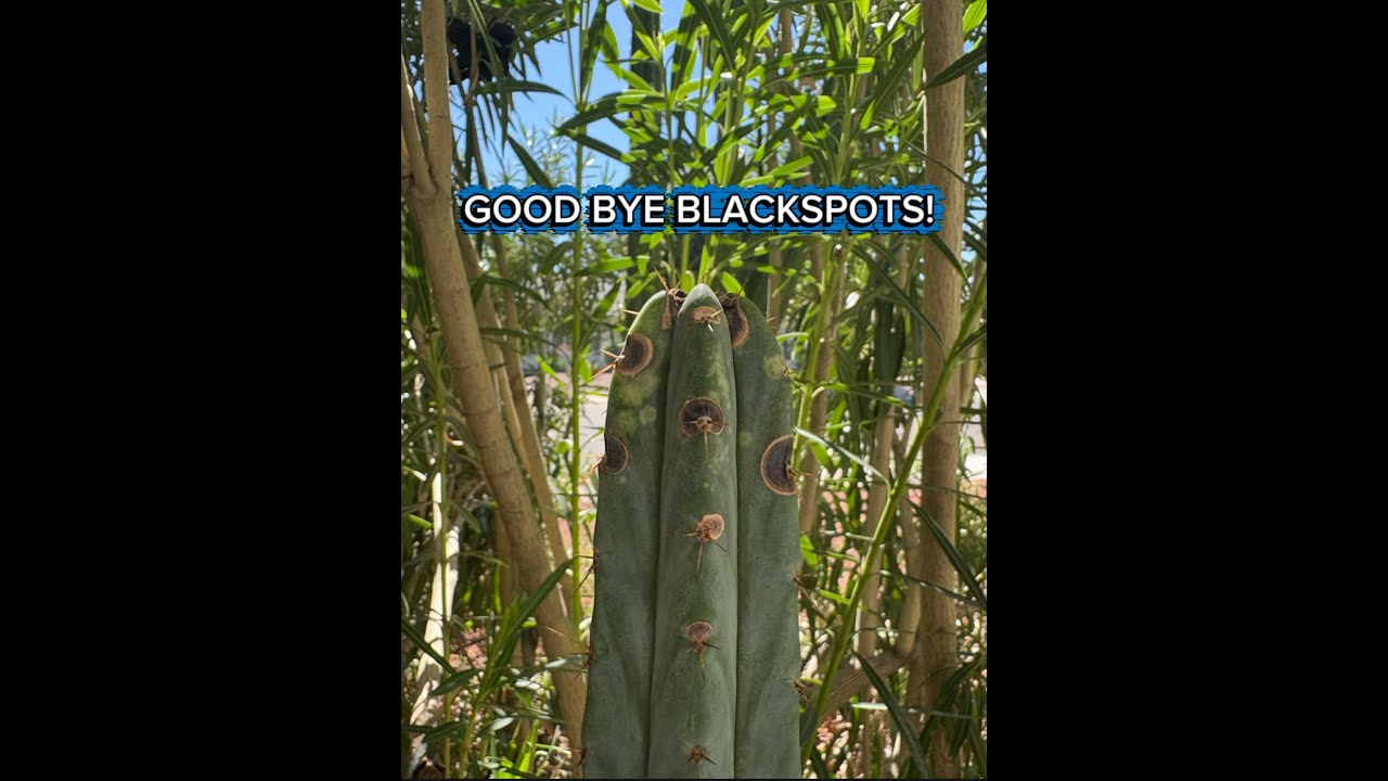 Easy Cure of Ugly Black Spots on Cactus