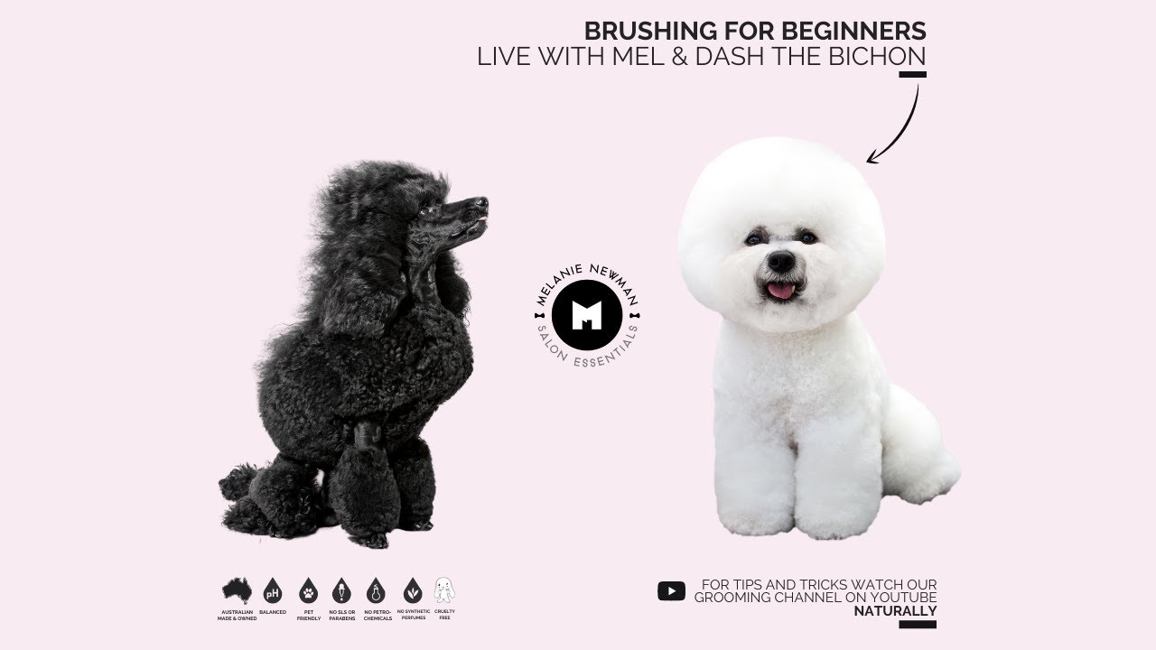Brushing Tutorial at Home with Mel and Dash (Live)