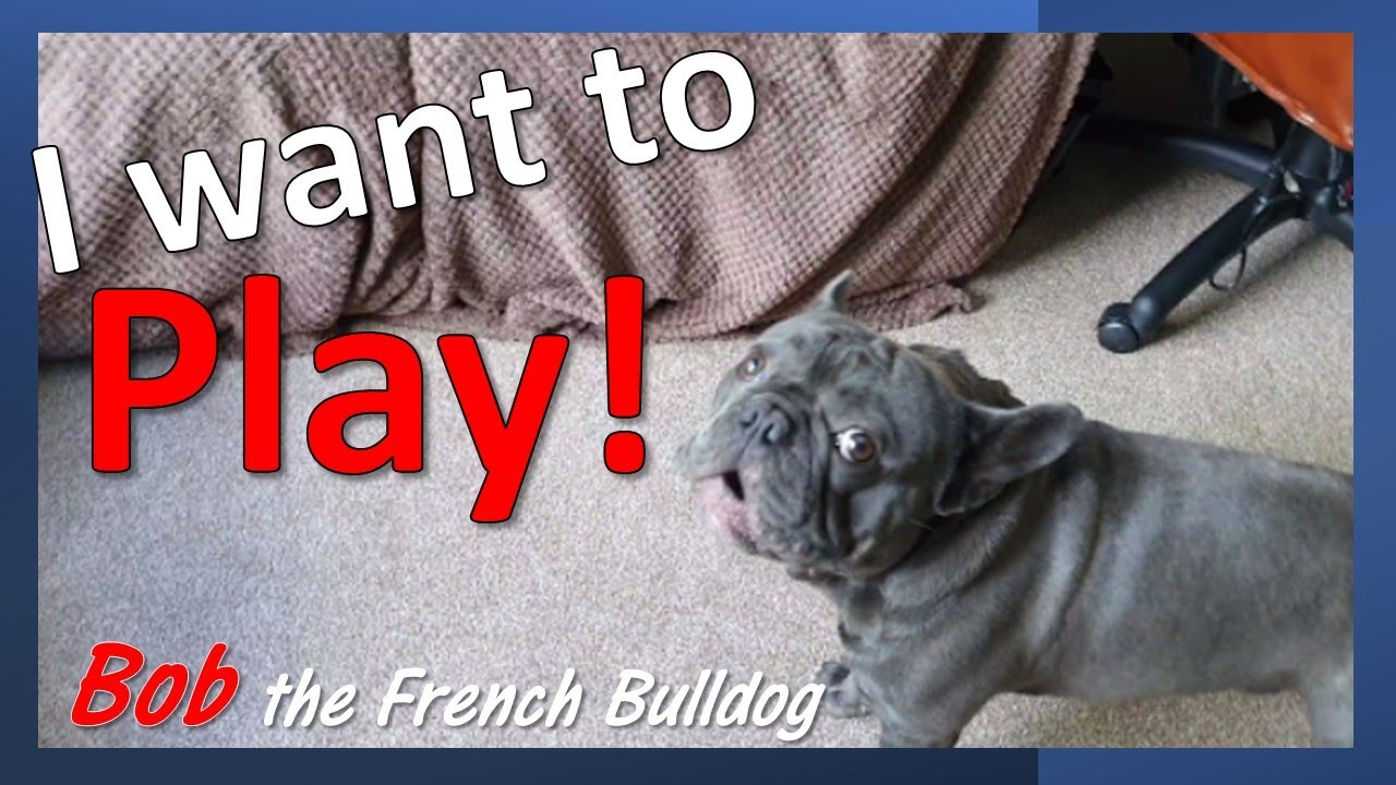 French Bulldog vs. The Cleaner!