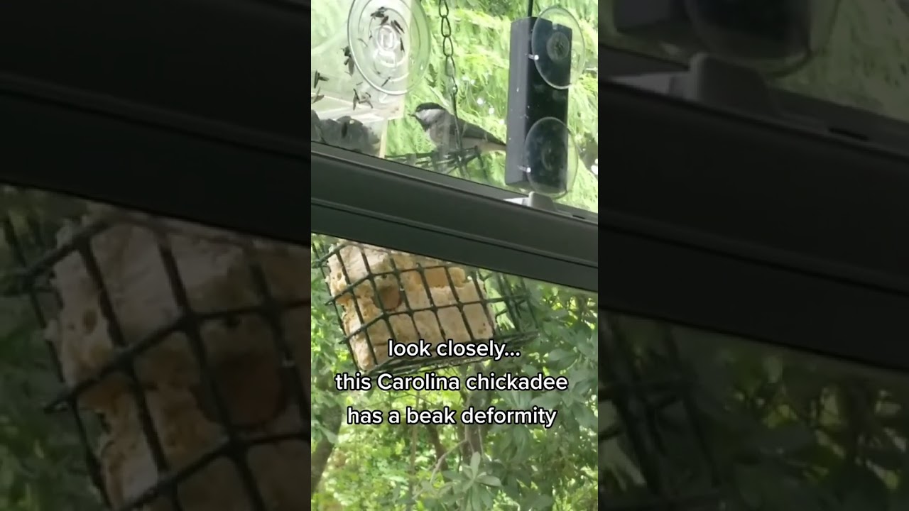 This Bird At The Suet Feeder Has A Deformed Beak #birdwatching #birding #birds