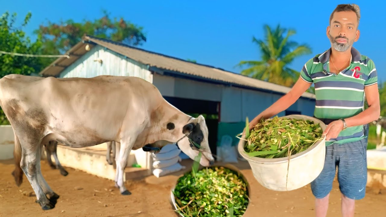 25 மாடுகள் 280 லிட்டர் பால் நேரடி சப்ளை பட்டதாரி குடும்பமாக ஆரம்பித்த மாட்டுப்பண்ணை | Siva Arun Tv