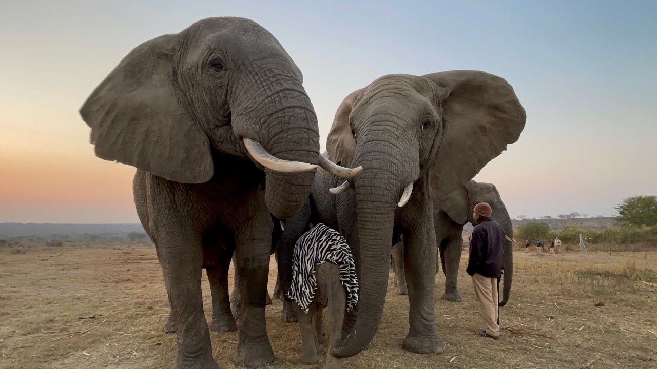 Baby Elephant, Khanyisa is Greeted with a Trumpet and Trunk-Sniffs by Lundi & Tokwe
