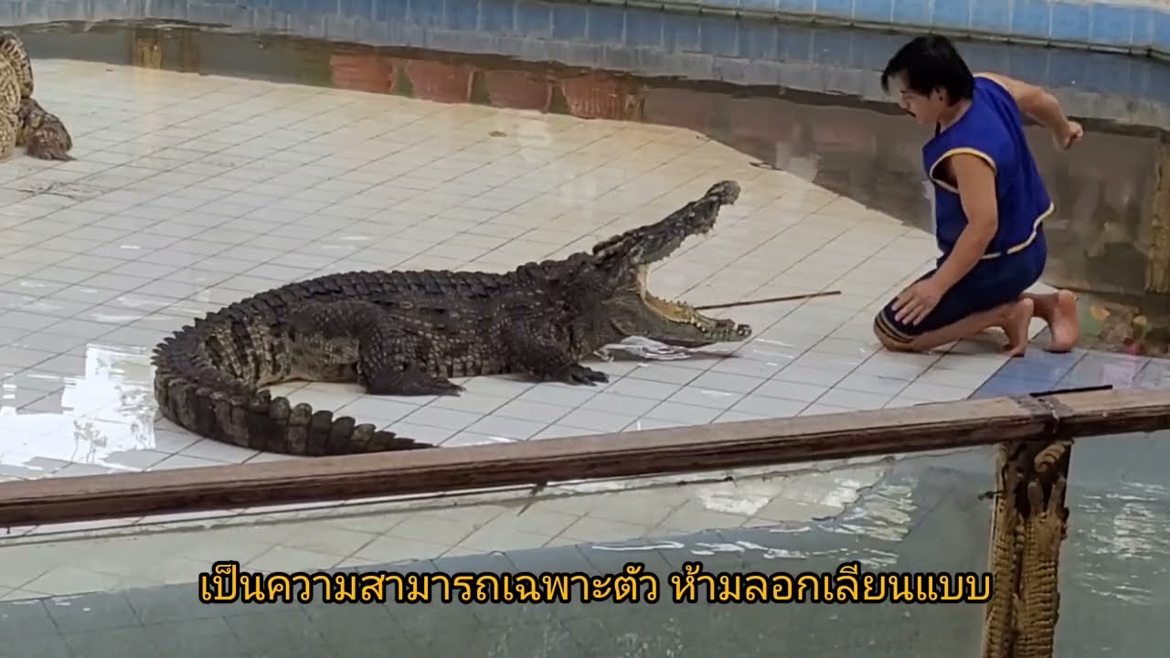 พามาดูโชว์จระเข้ #ซาฟารีปาร์ค #อำเภอบ่อพลอย #กาญจนบุรี