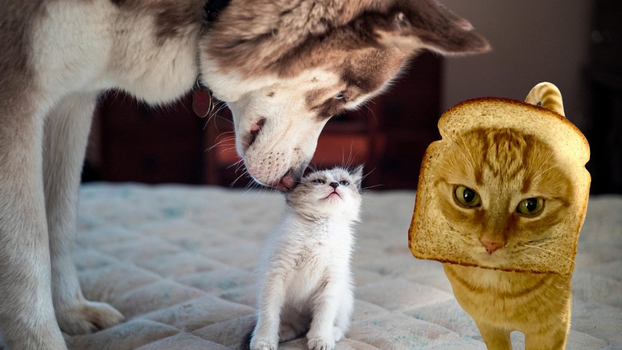 ULTIMATE Cat and Dog Videos 2026 | FUNNIEST Pets