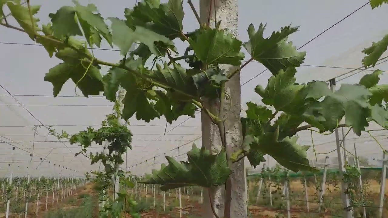 تحضير العنب موسكا ايطاليا لاول انتاج ان شاء اللهpreparation mosca italy grapes production inchallah