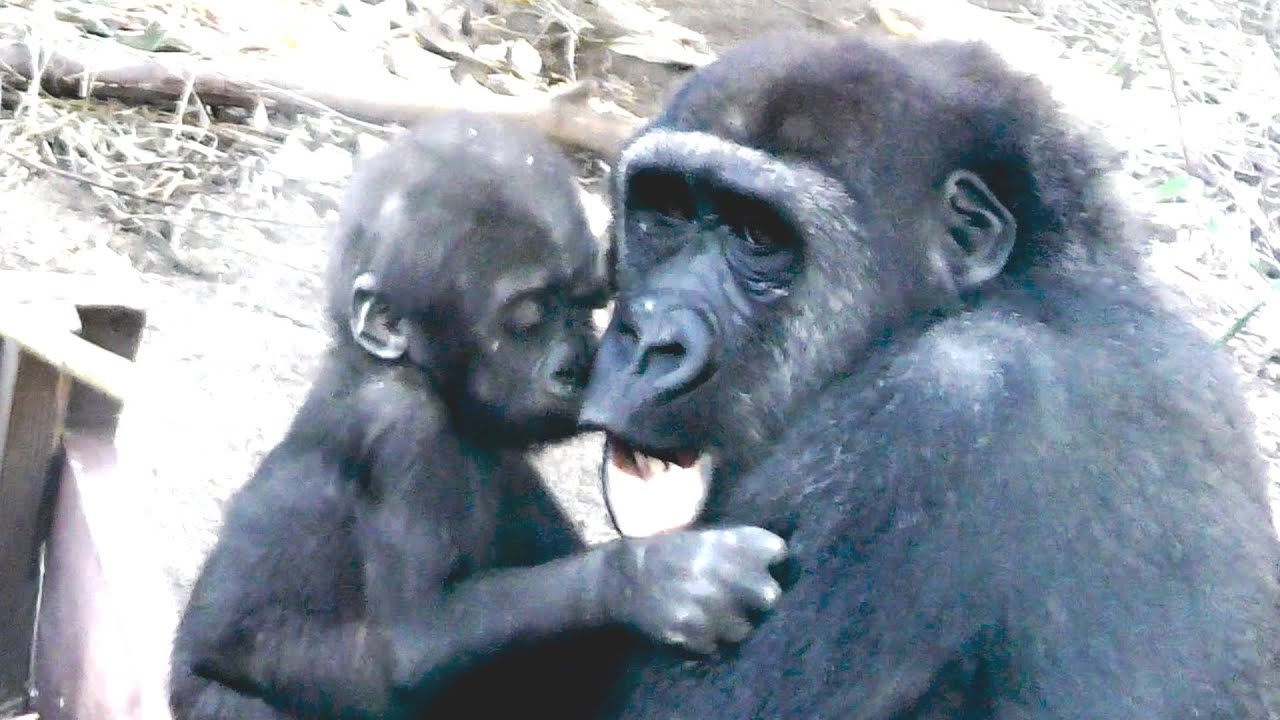 最高のお兄ちゃんゲンタロウ💗やさしい【京都市動物園】