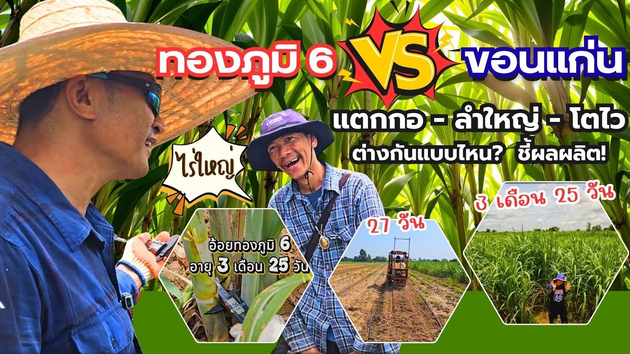 🔥แตกต่าง! ปลูกอ้อย 3 เดือน25วัน ทองภูมิ 6 VS ขอนแก่น แตกกอ-ลำใหญ่โตไว ชี้ผลผลิต?ไร่ใหญ่|ผู้จัดการมัน