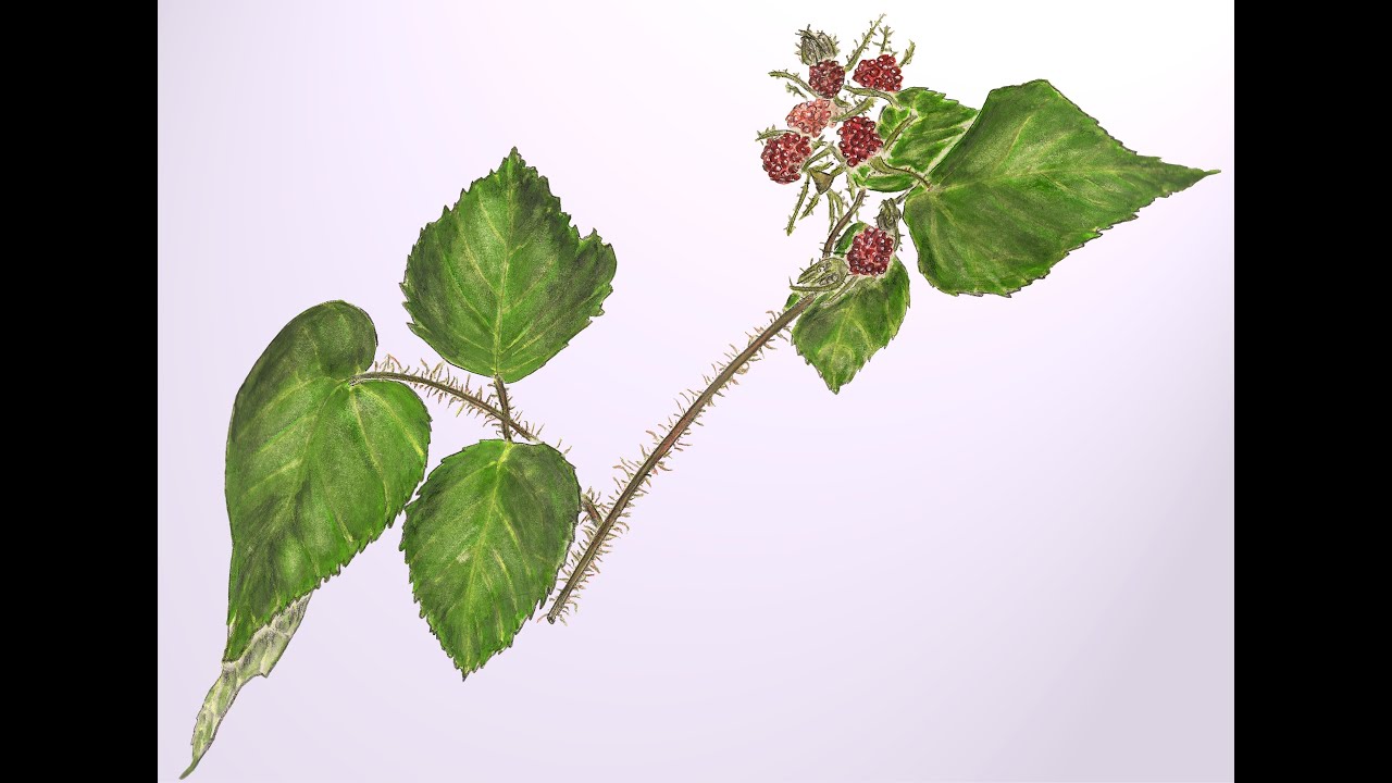 Wild Fruits, Part 2