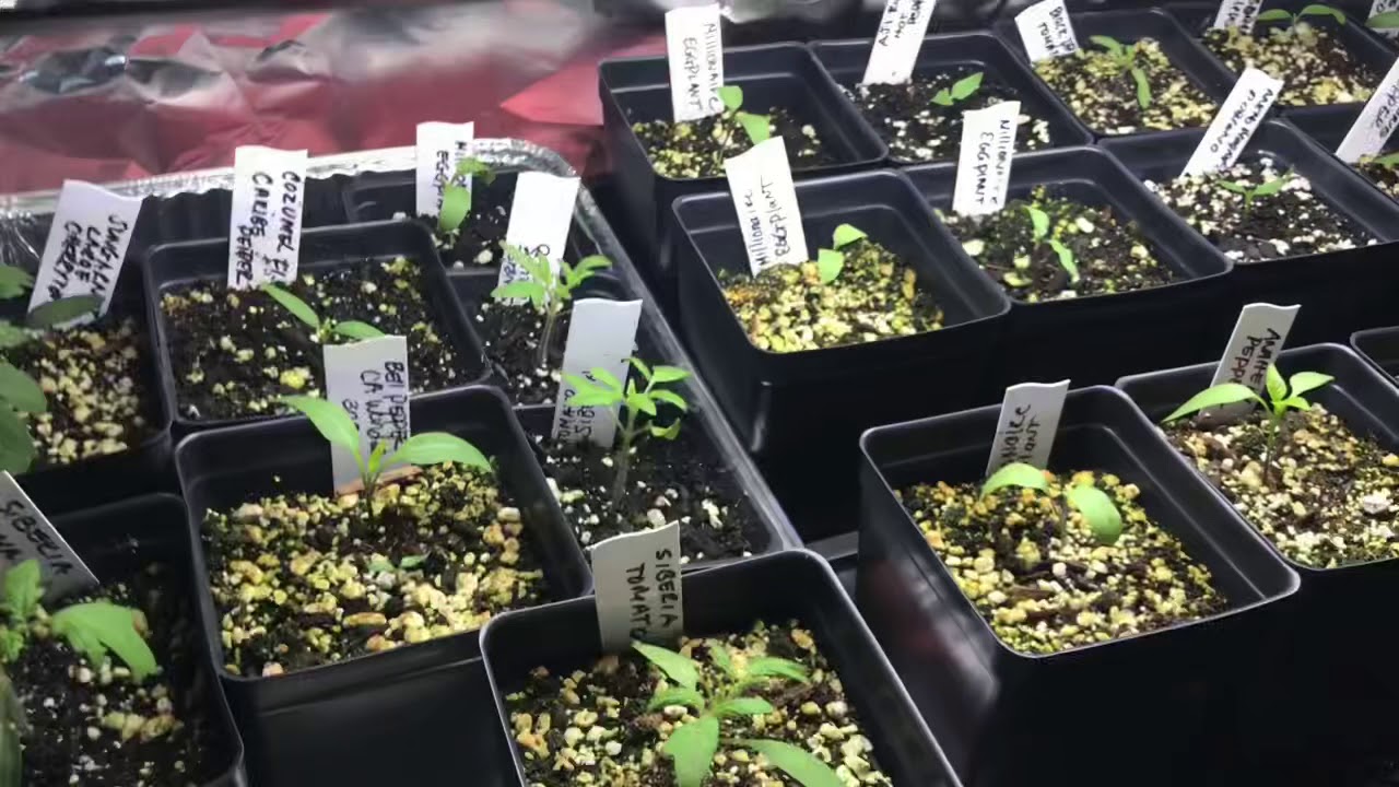 My 2020 Indoor Seed Starting for the 2020 Grow Season