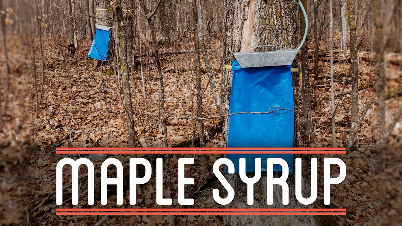 Making Maple Syrup | How to Make Everything: Root Beer Float (3/7)
