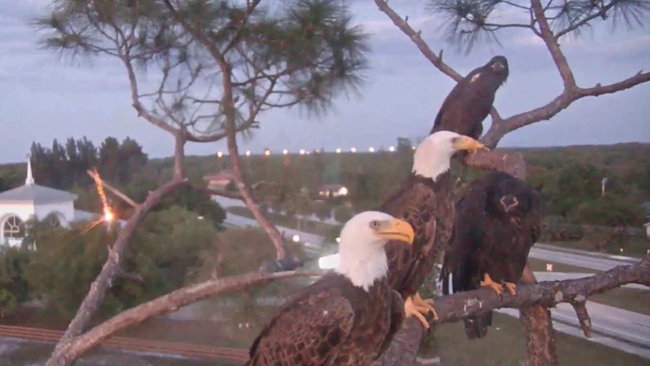 Farewell to E12 and E13 *Southwest Florida Eagles *SWFEC* Over the Rainbow* SWFL Eagles