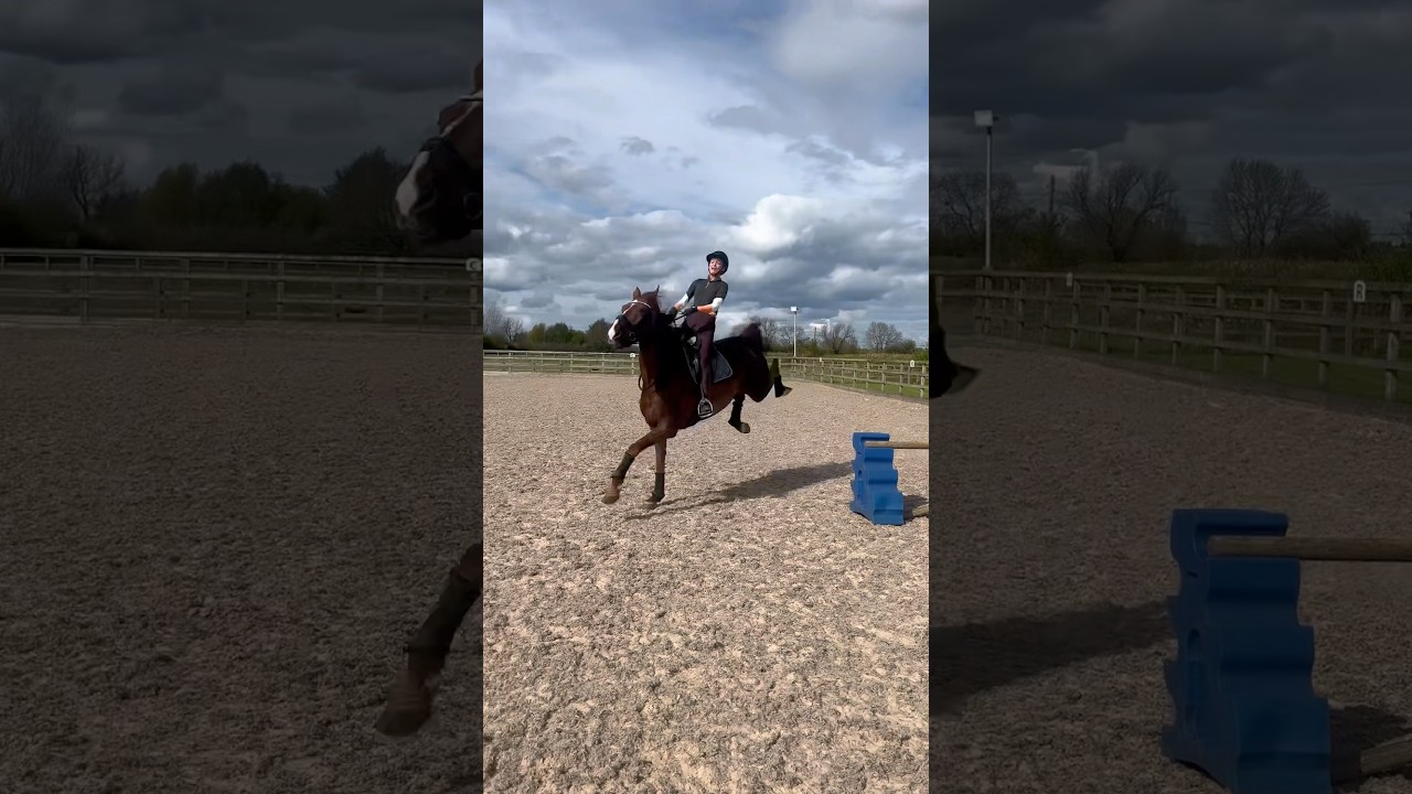 dressage horse jumps! #horse #horses #horseriding #pony #equestrian #dressage #horsegirl #horsey