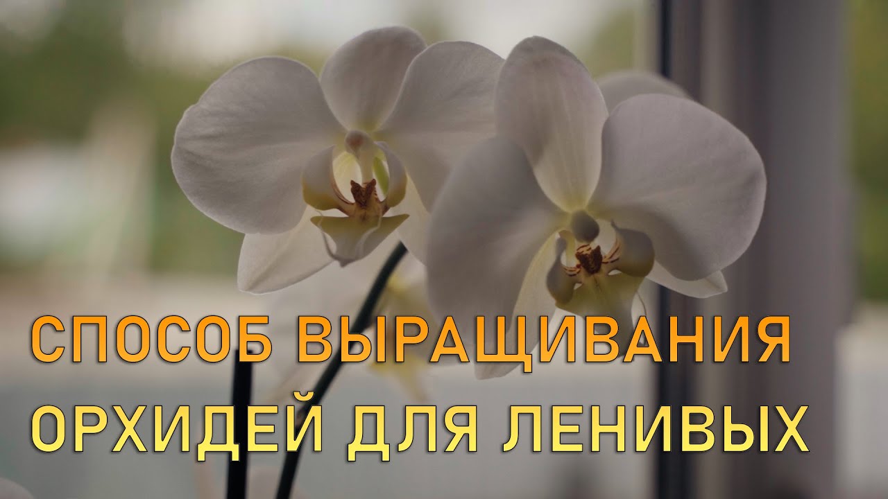 Ленивый уход за орхидеями. Пособие для начинающих.