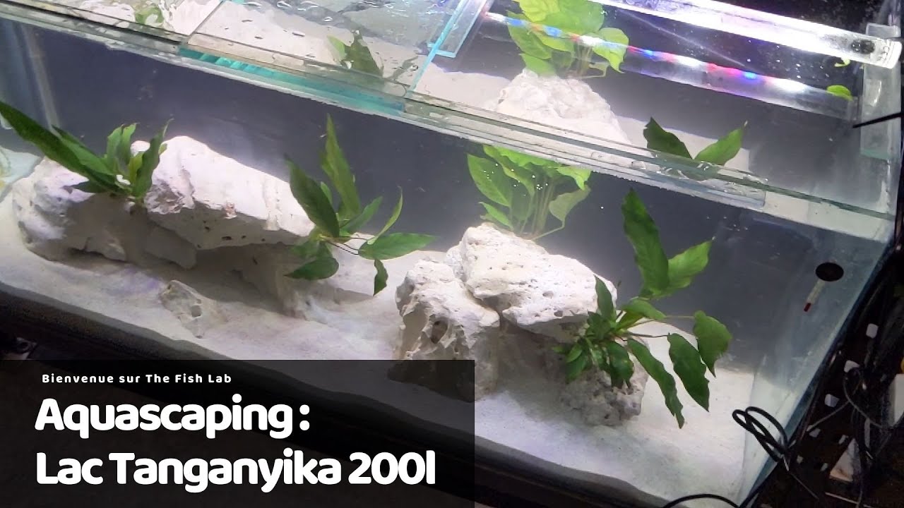 Aquascaping: Lac Tanganyika 200L! (Holestone, Anubias)