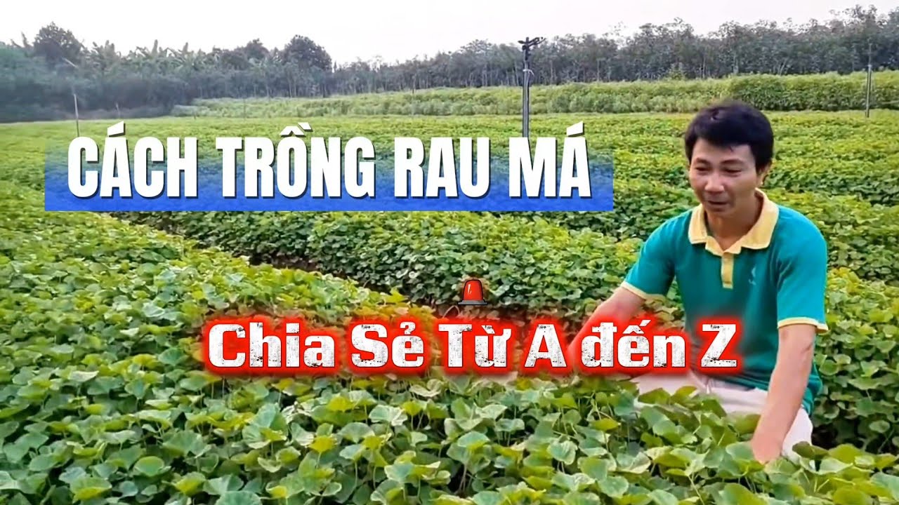 Cách trồng rau má từ A-Z | Kỹ sư Hảo Hảo
