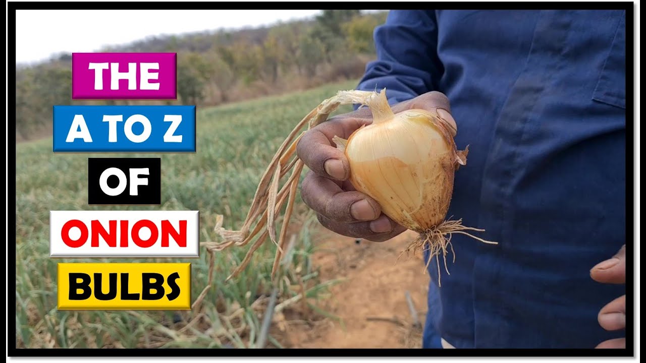 Onion Farming in Zambia: 2022 Update 9 (Sep 14): Onions are Bulbing  and Necks are Falling