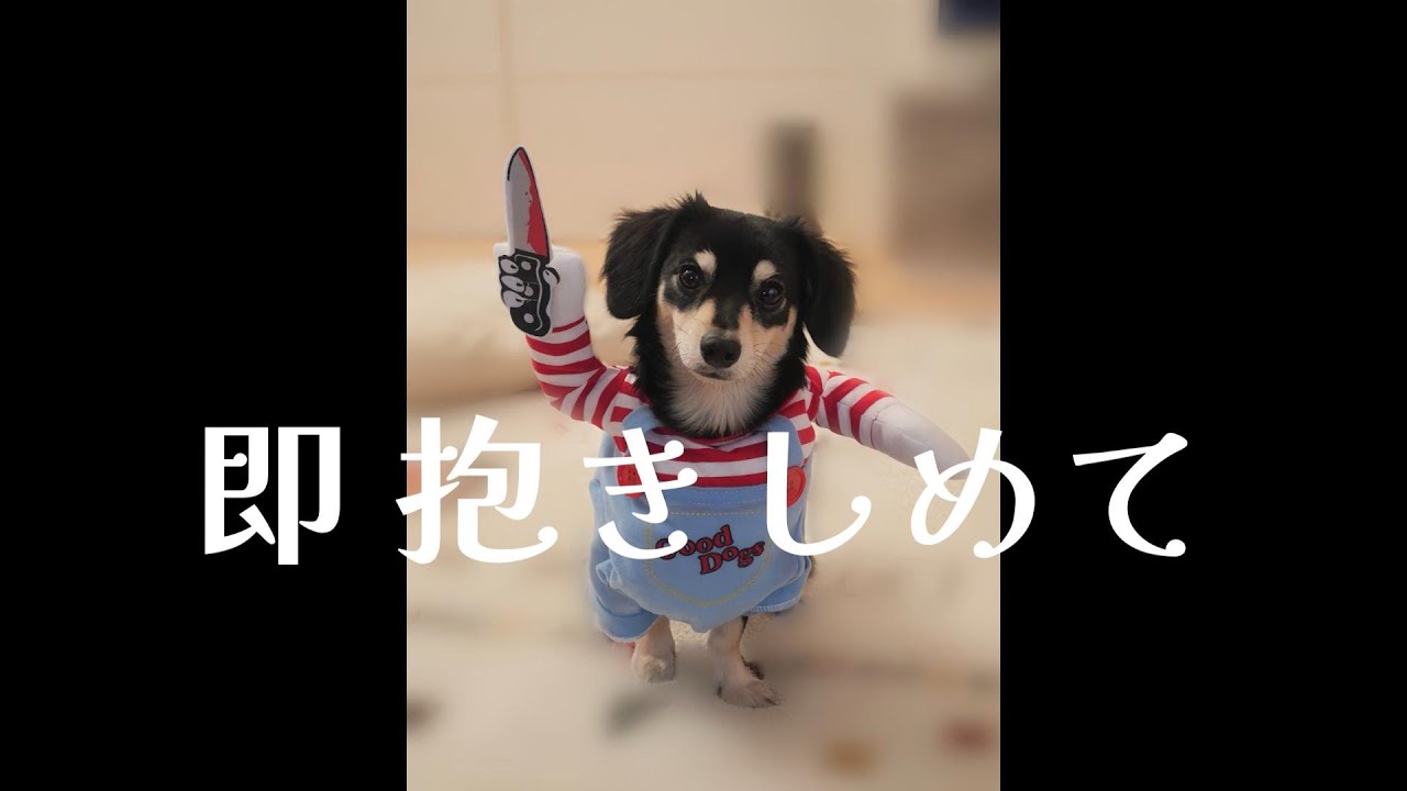 2025/11/12「即 抱きしめて」 🌹 オフの日