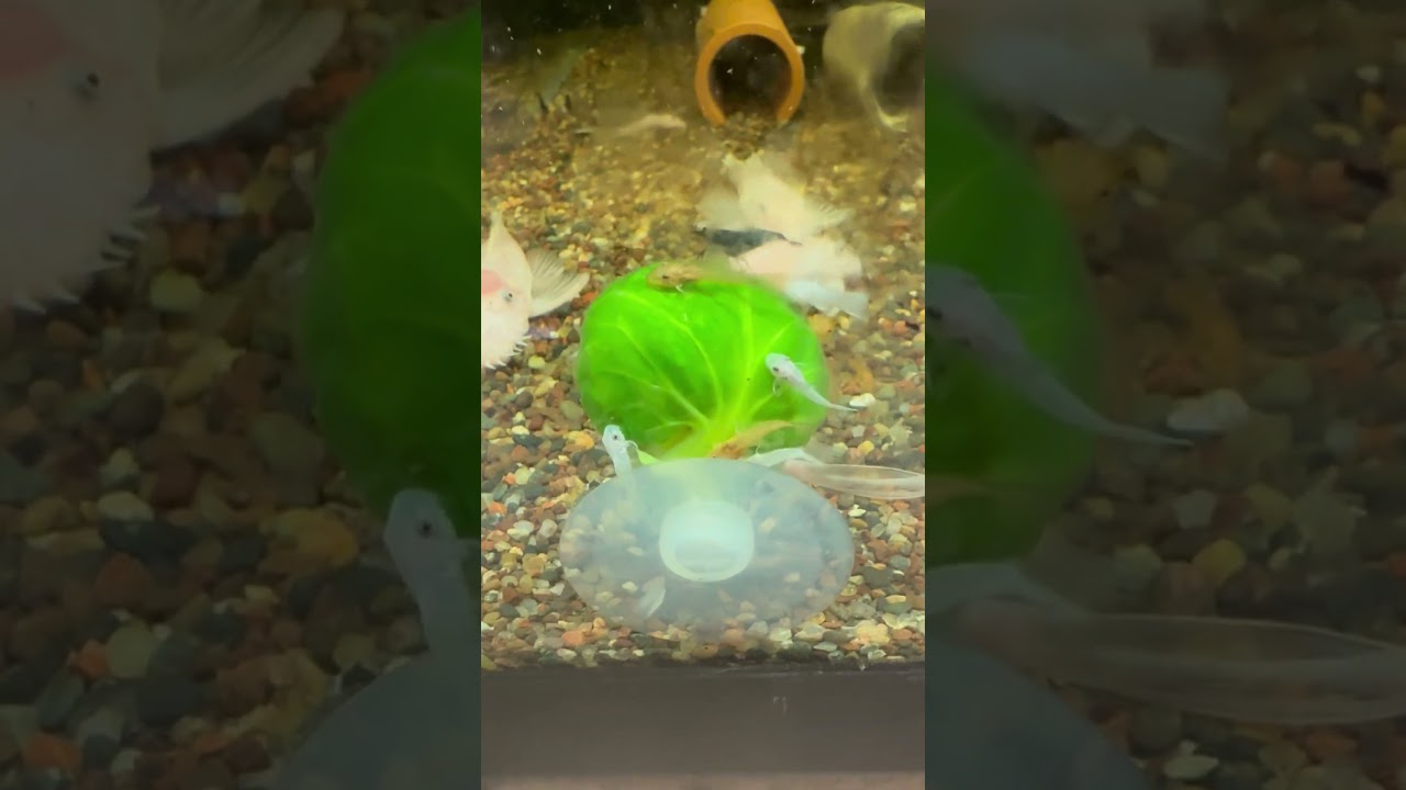 Bristol nose plecos  eating their veggies #fishkeepinghobby