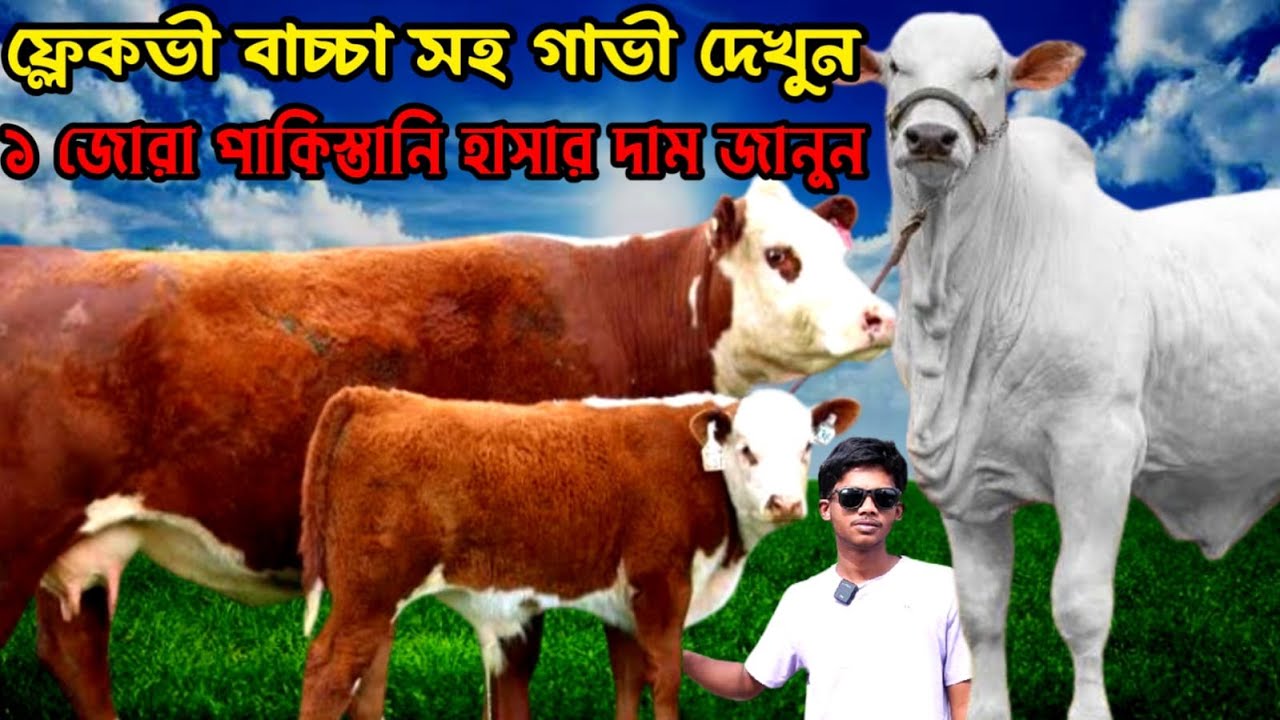 ১ জোরা পাকিস্তানি হাসা গরুর দাম জানুন। ফ্লেকভি বাচ্চা সহ দুধের গাভী দেখুন। অভি ভাইয়ের নতুন কালেকশন