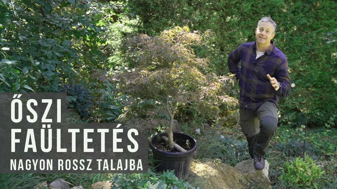 Őszi faültetés, rossz minőségű talajba - talajoltással | kert TV