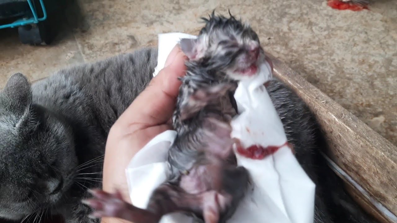 ANAK KUCING MEONG MEONG ABU MELAHIRKAN ANAKNYA LUCU