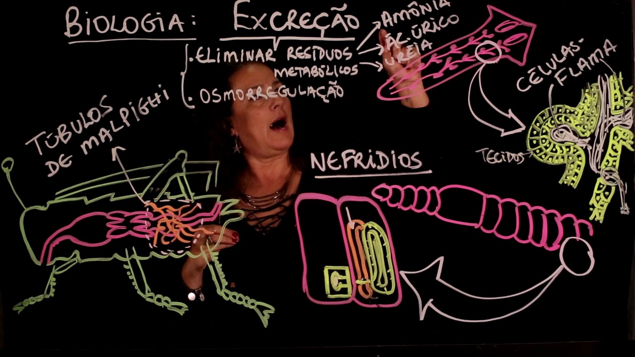Aula 105 FISIOLOGIA ANIMAL Excreção parte 1 - Aulas ENEM