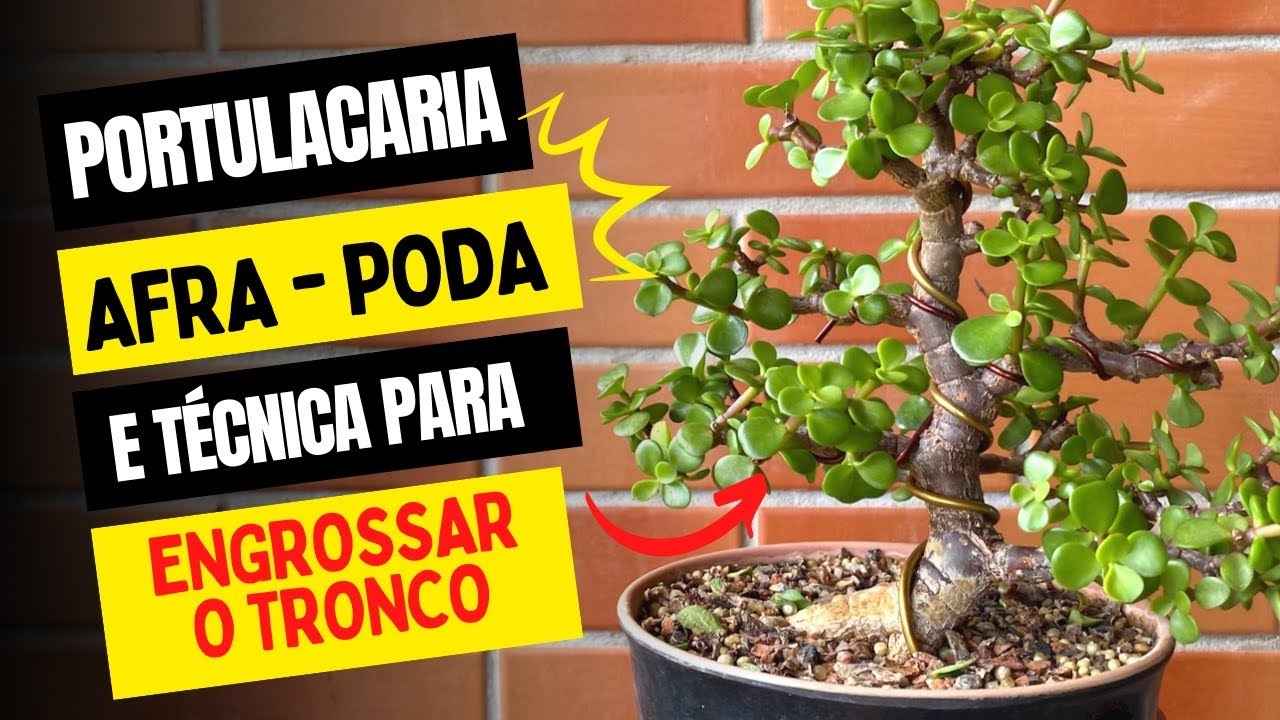 Podando a Portulacária Afra (mini jade) - poda e técnica pra engrossar o tronco mais rápido