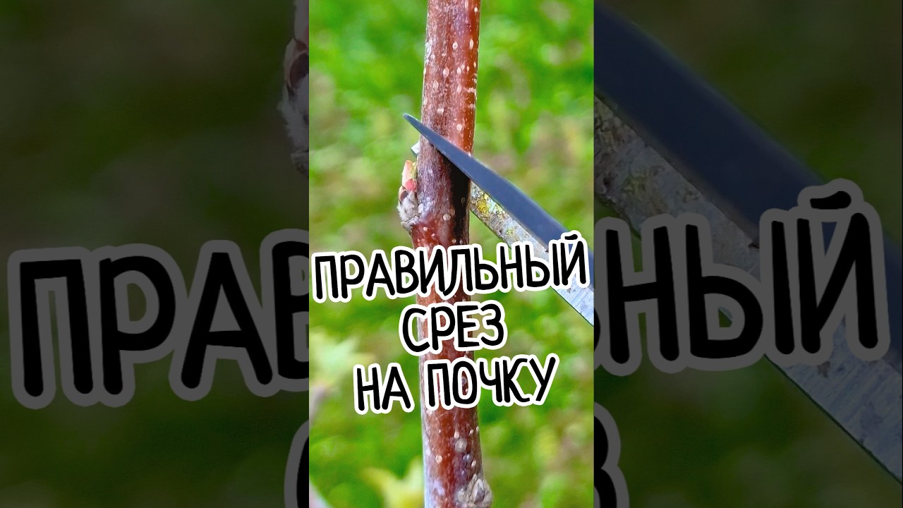 🚫Обрезали ветку, а почка погибла? ✂️ Место среза на почку у плодовых деревьев! 🎯🌿 #ОбрезкаДеревьев