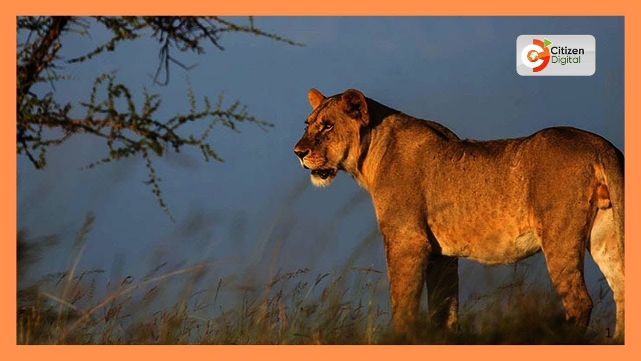 Probe launched following poisoning of several lions in Amboseli