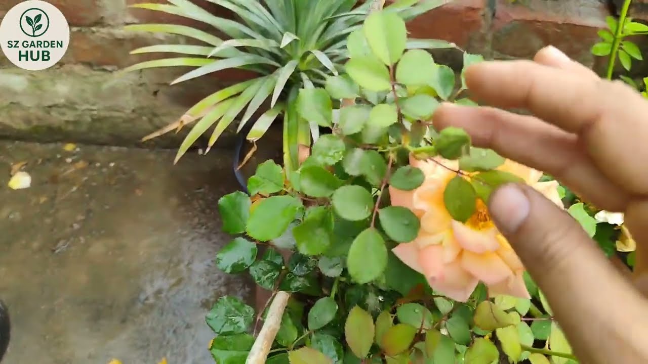 How To Transplant Rose Plant |  Gulab Ki Mitti Banane Ka sahi Tarika |@SZGardenHub