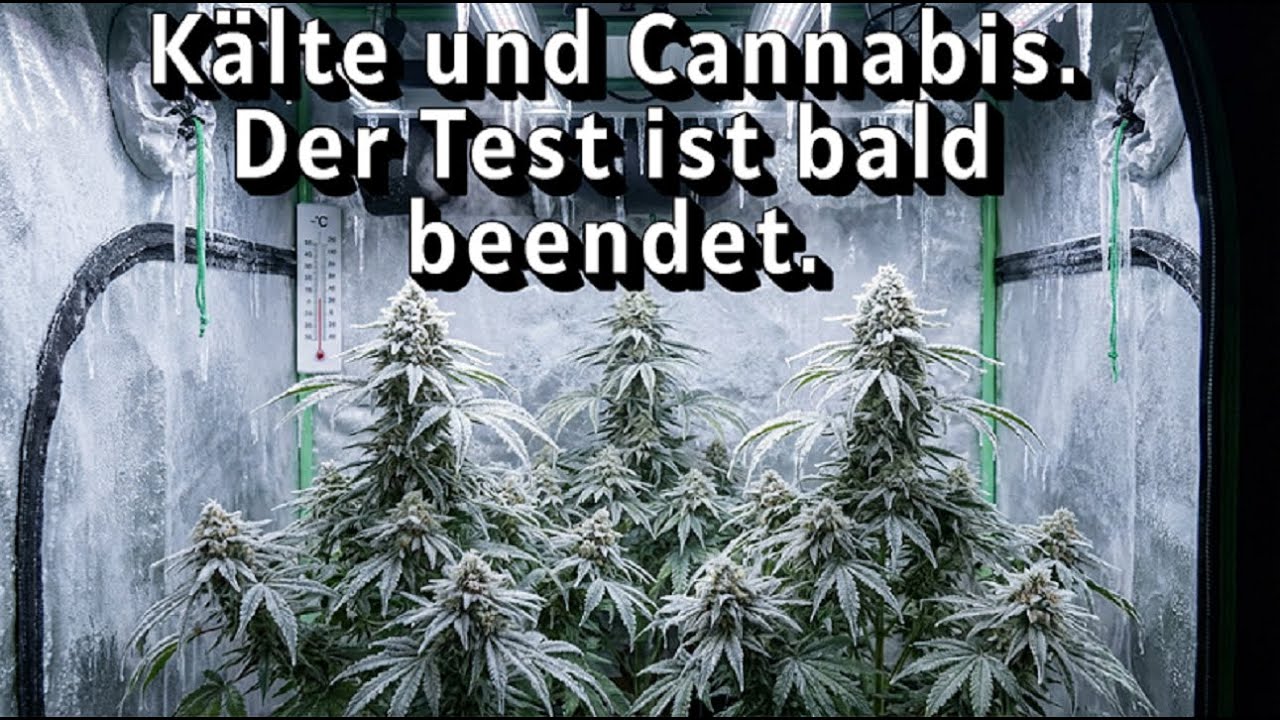 Trotz Kälte kommt die Ernte.