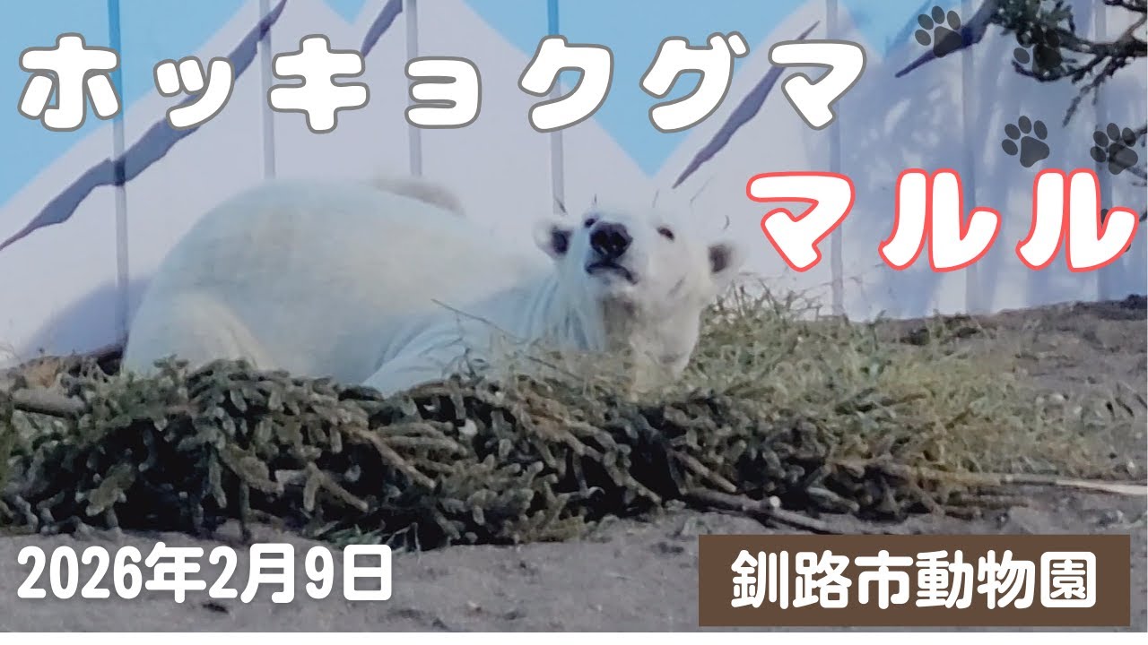【釧路市動物園 ホッキョクグマ マルル】まだちょっとドキドキ…《2026.2.9》