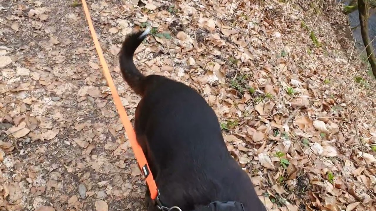 VideoimWald