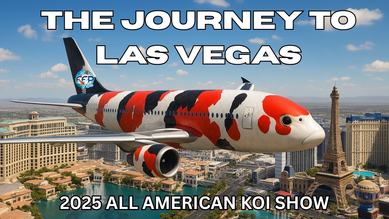 2025 ALL AMERICAN KOI SHOW - BEHIND THE SCENES WITH FFP