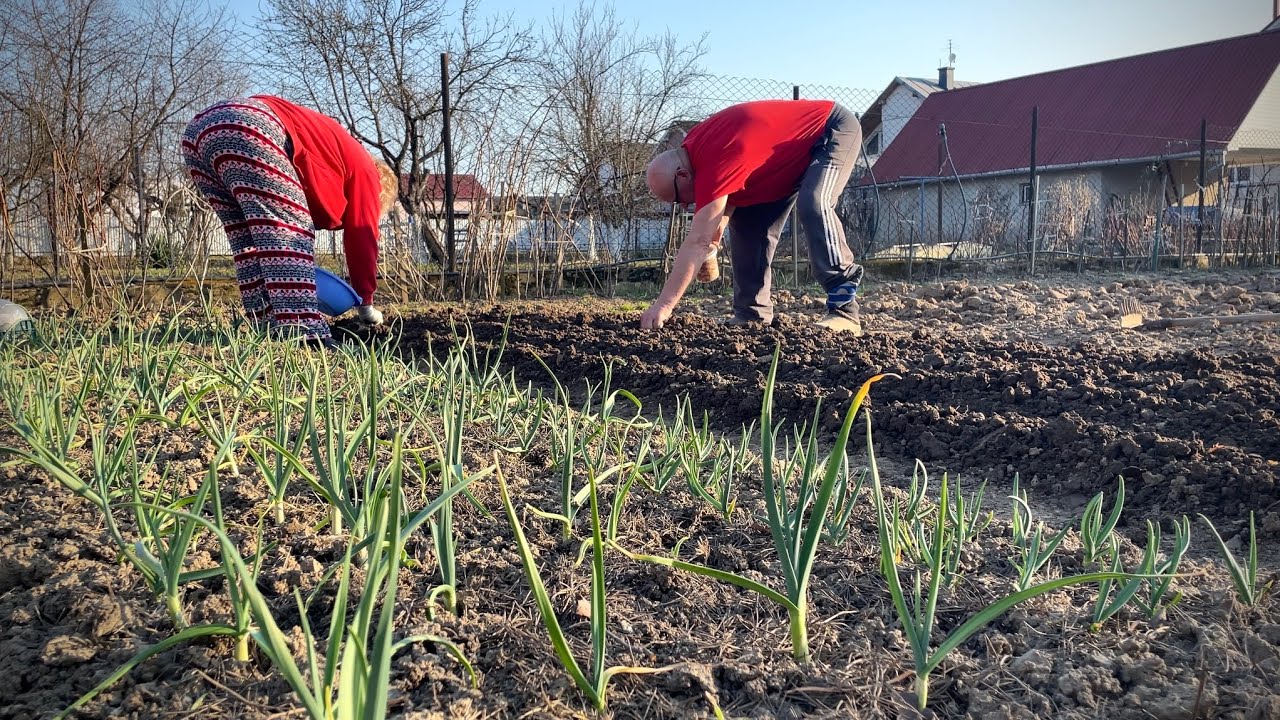 A Peaceful Evening Planting Onions with My Parents 🌞🌱