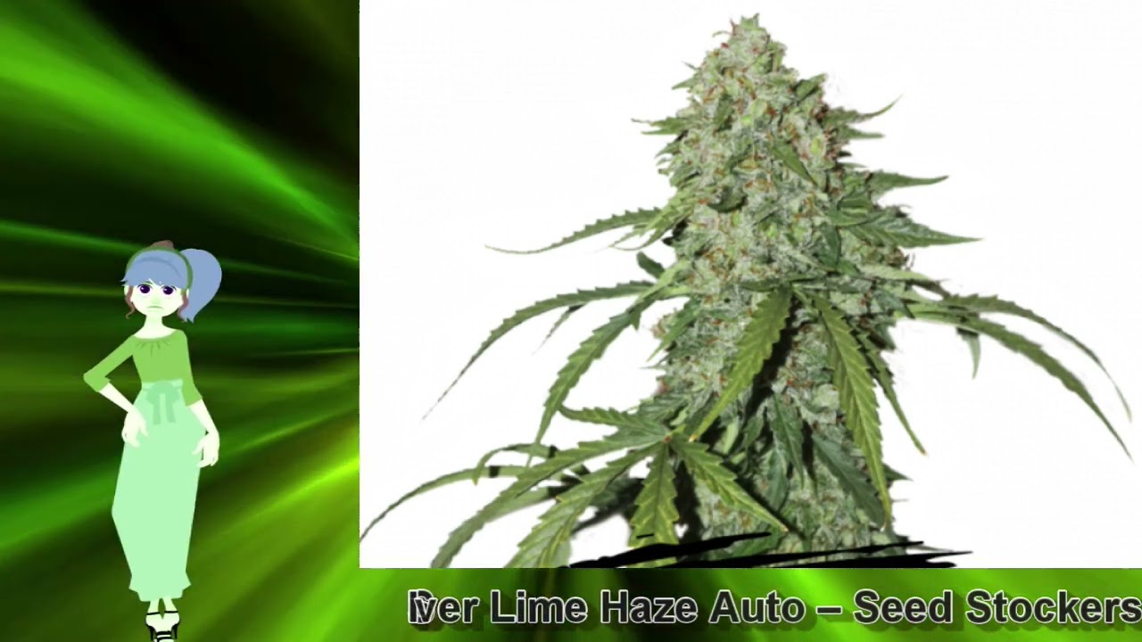 Silver Lime Haze Auto &ndash; Seed Stockers