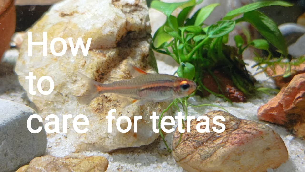 Full tetra care guide