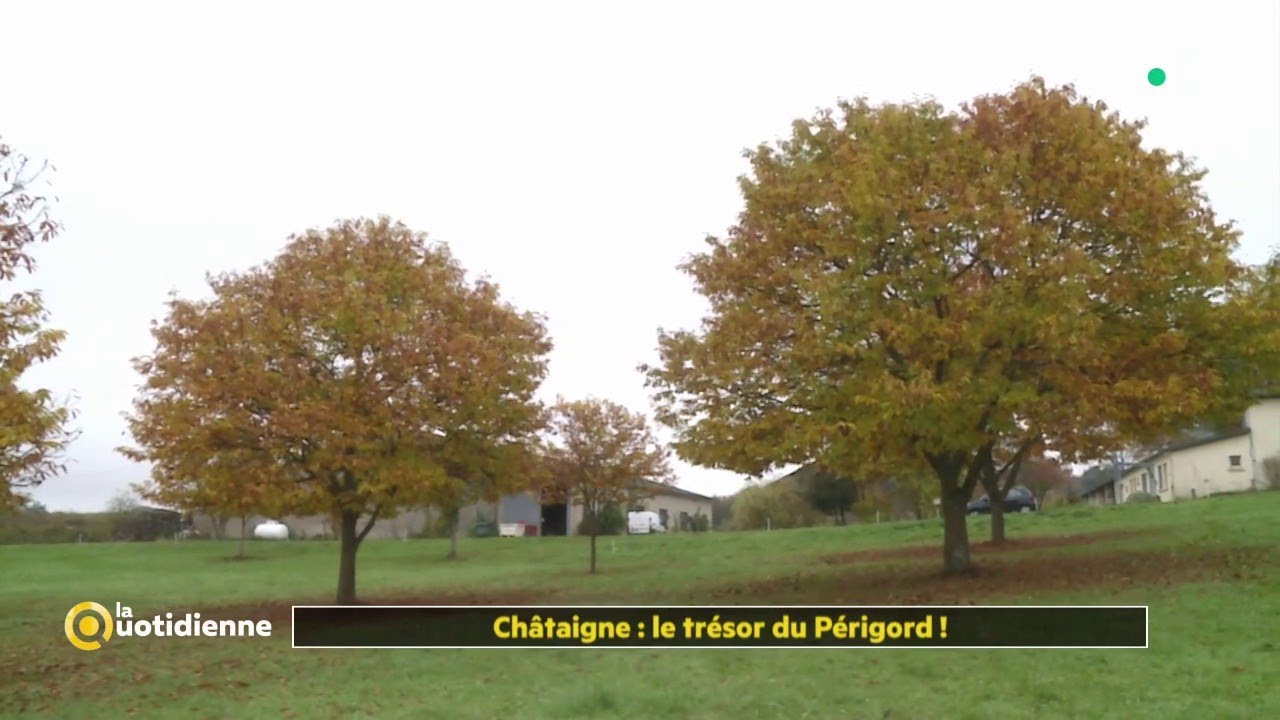 Châtaigne : le trésor du Périgord ! - La Quotidienne