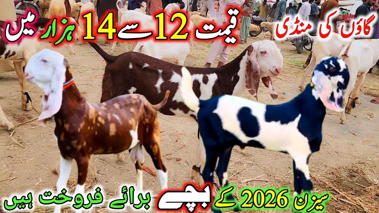 گاؤں کی منڈی قیمت 12 سے 14 ہزار میں براۓ فروخت January 19, 2026 ویڈیو حقیقت پر مبنی ہے 