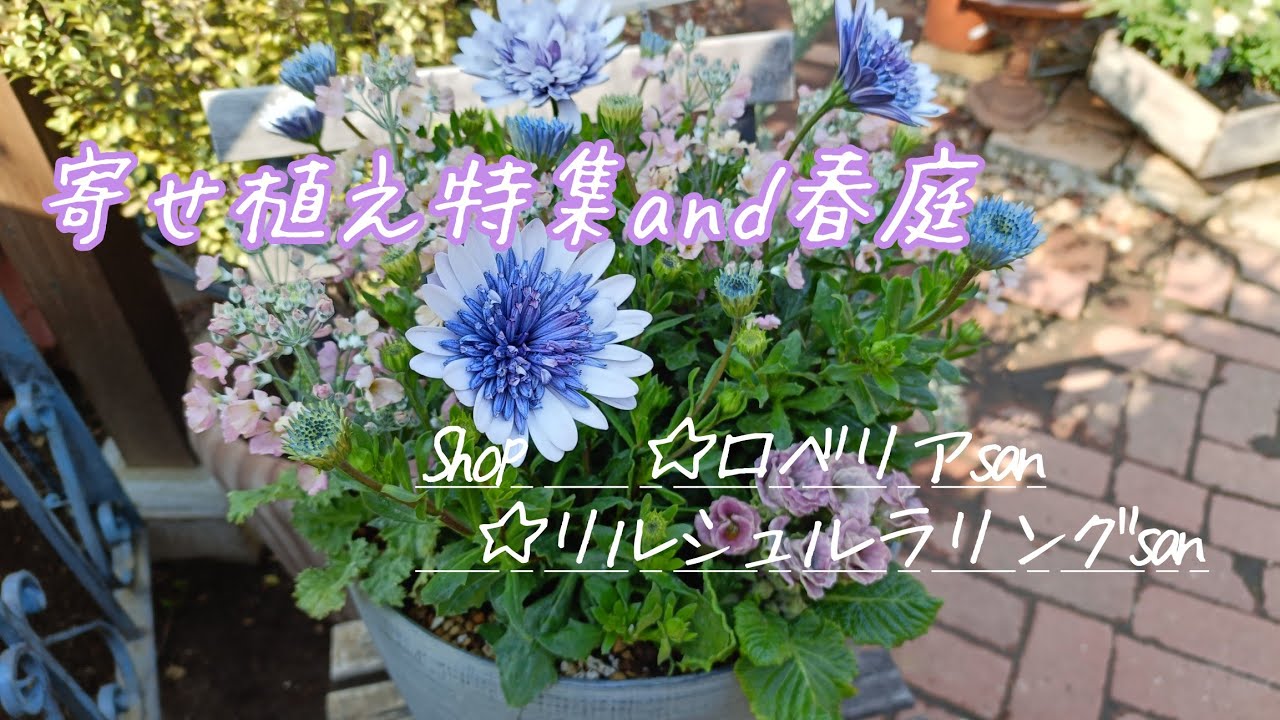 【寄せ植え特集＆春庭】ロベリア san リルシュルラリング san 