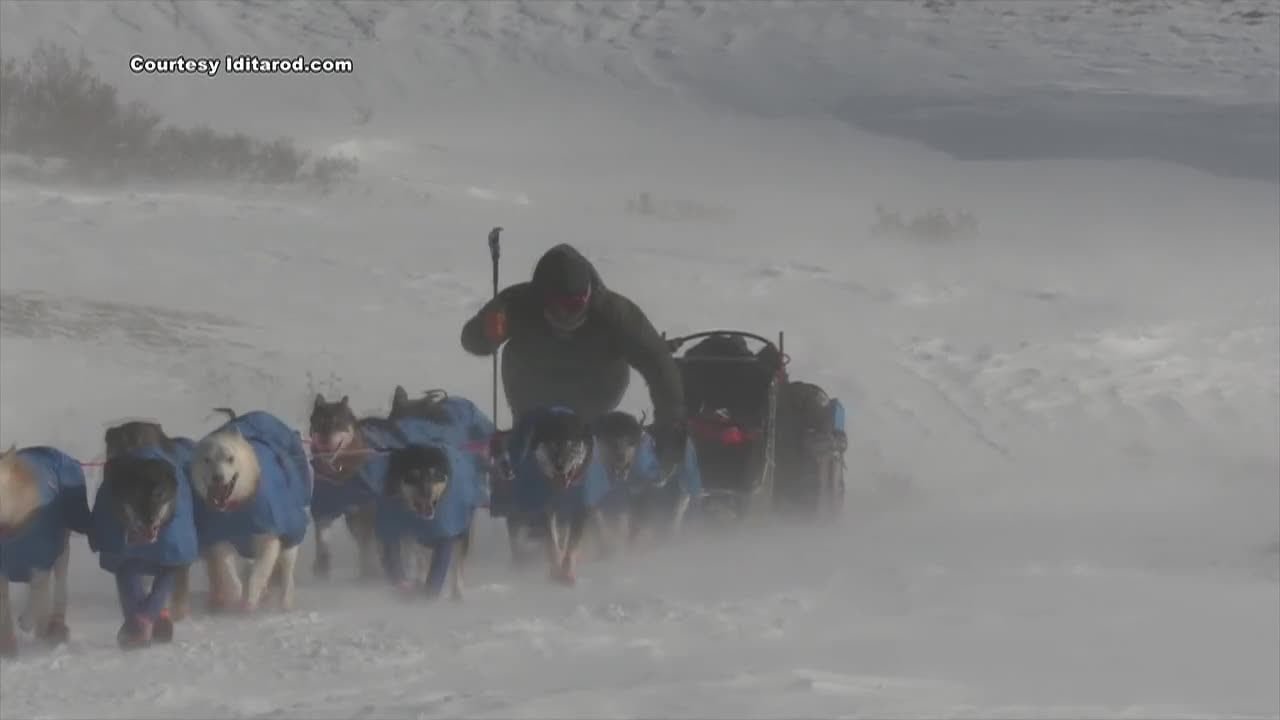 Джесси Холмс борется за второй подряд титул чемпионки гонки «Идитарод», войдя в число немногих сп...