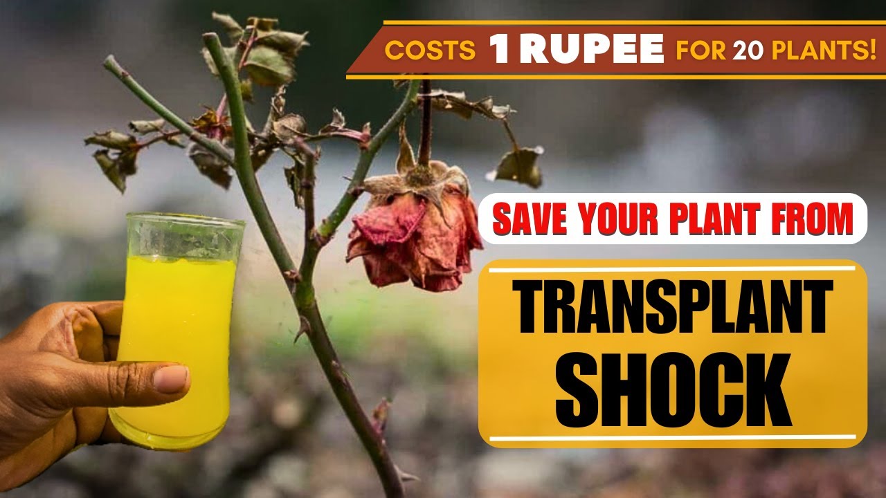 Используйте ЭТО, и ваше растение НИКОГДА не погибнет от пересадки или шока