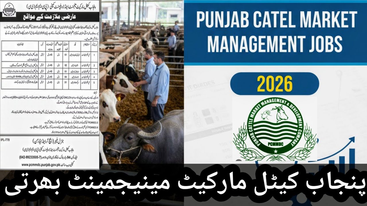 Punjab Catel Market Management Jobs 2026 | Catel Market Bharti 2026 | SANA ULLAH Jobs Digital 