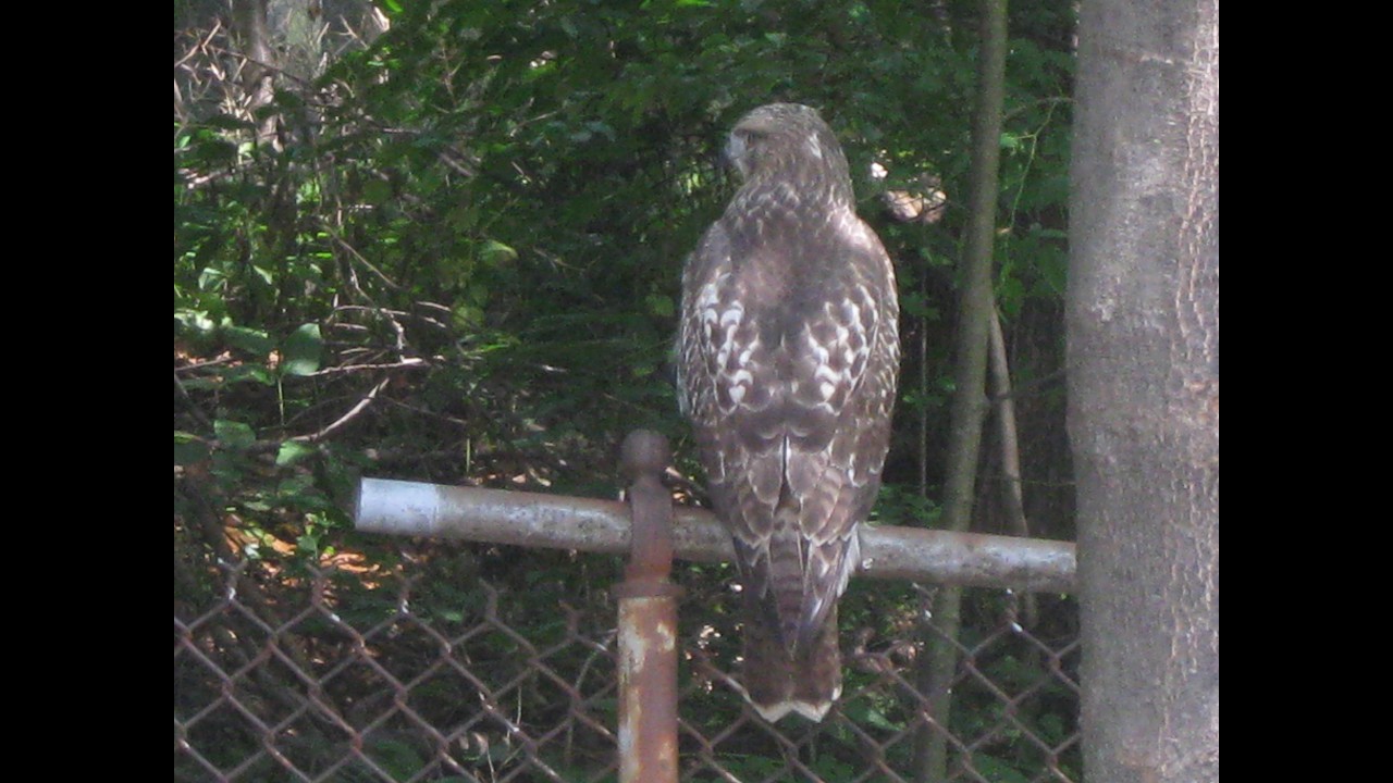 5 Feet from a huge Hawk in Quincy MA