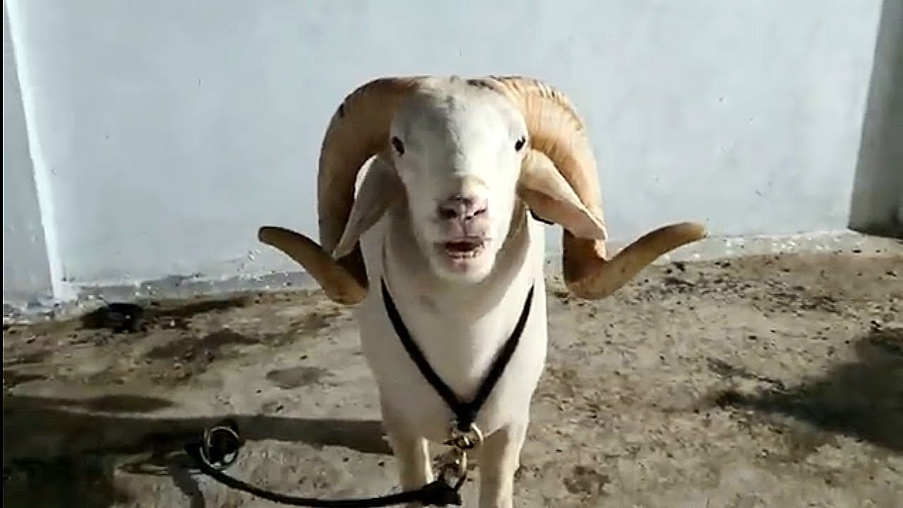 Vilayati Menda Vilayati Sheep Akbar Jafari Sheep Farm Haidrabad | Rampuri Sheep Marchala Sheep Bakra
