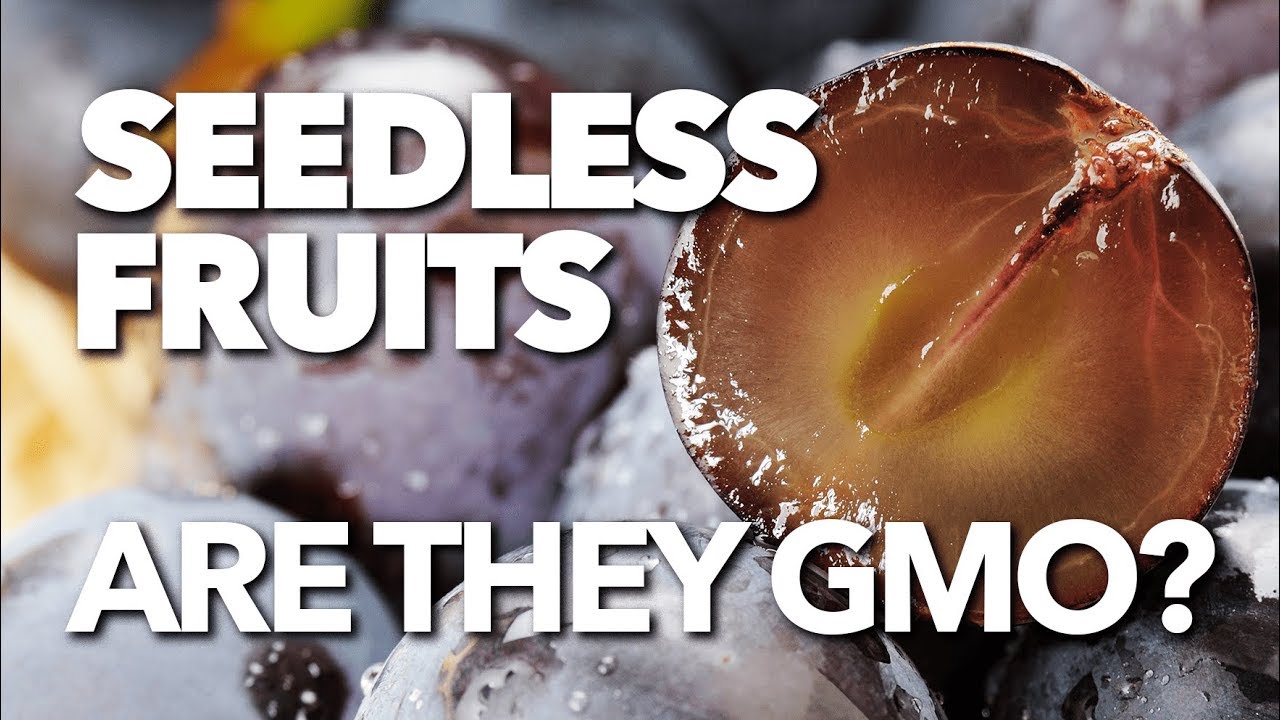 Are seedless fruits GMOs?