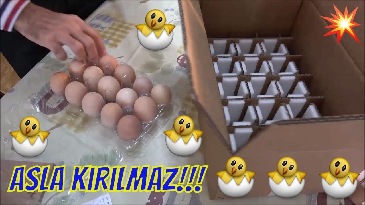 Şehirdışına Kuluçkalık Yumurta Nasıl Gönderilir?