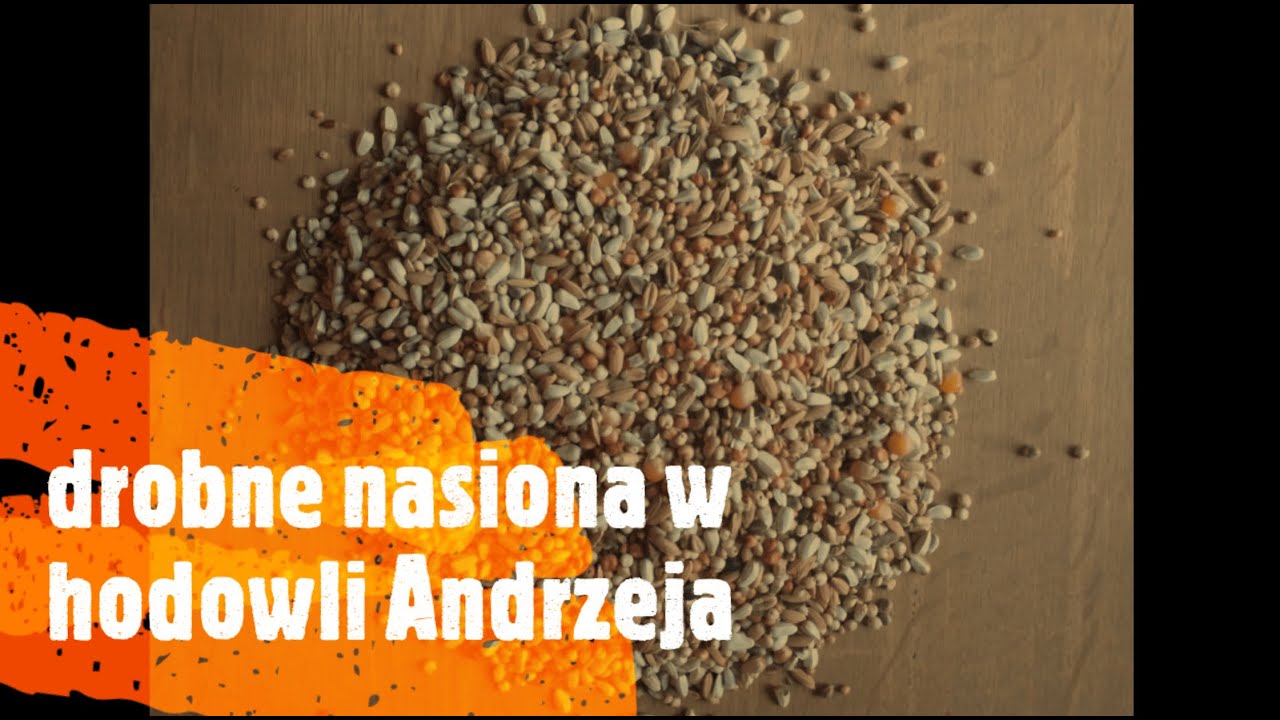 Drobne nasiona😏. Karmienie młodych u Andrzeja w hodowli😀👏